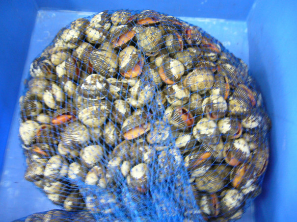 底モノ釣り餌 赤貝入荷です 柴釣具商会 日向灘にもっとも近い釣具店