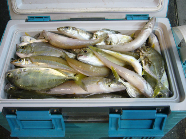 先日までの釣果状況 ９月１日から９月８日 柴釣具商会 日向灘にもっとも近い釣具店