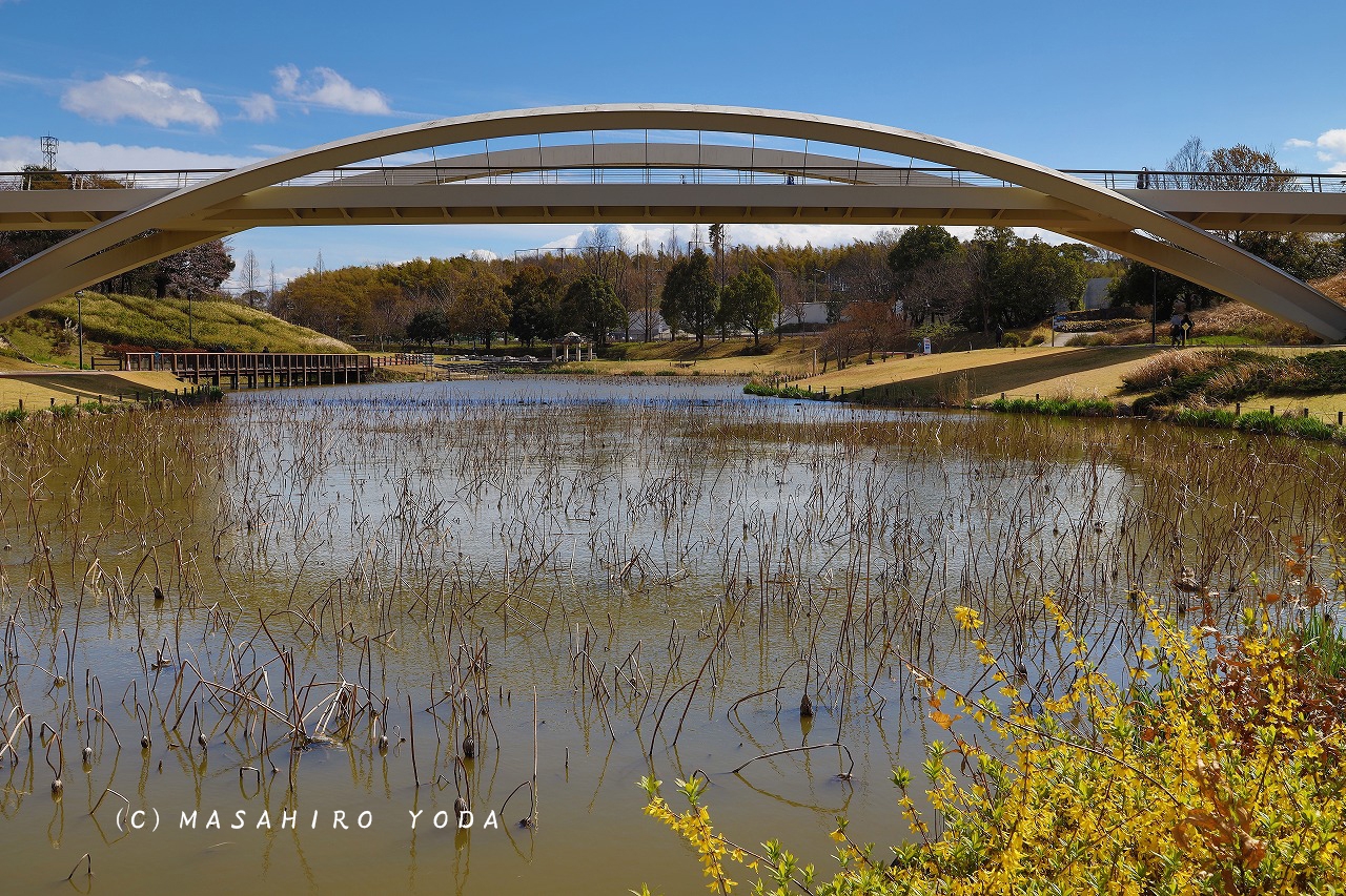 土木学会デザイン賞 橋のみ Bridge A Day