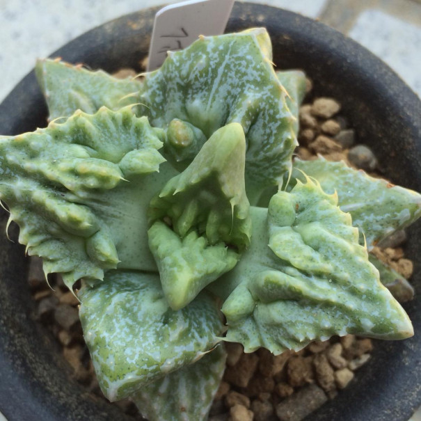 フォーカリア Cactus Bakka フォーカリア Cactus Bakka