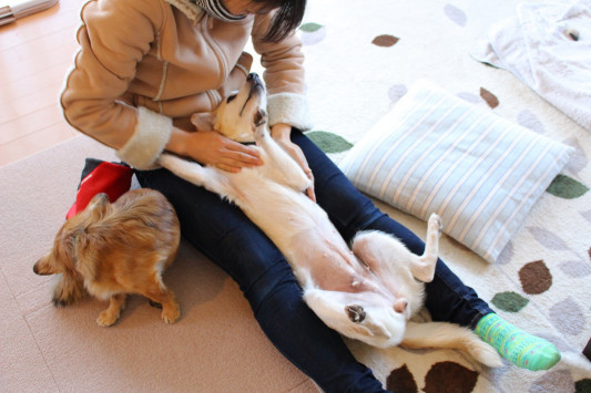 リラックスポジション Brucke ブリュッケ