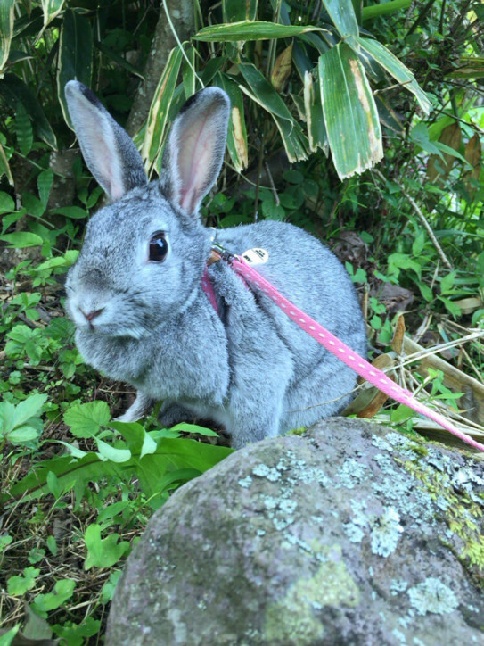 天に召されました 工房たなごころ 天に召されました 工房たなごころ