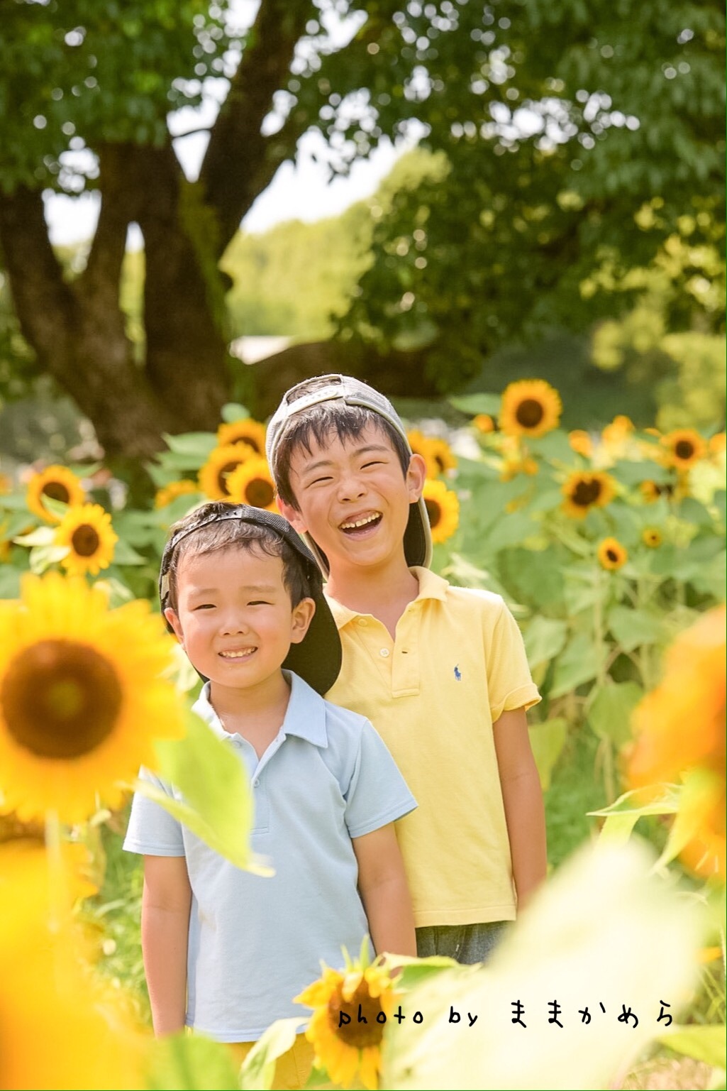 かわいい！ ひまわりのような アート/写真 - abacus-rh.com