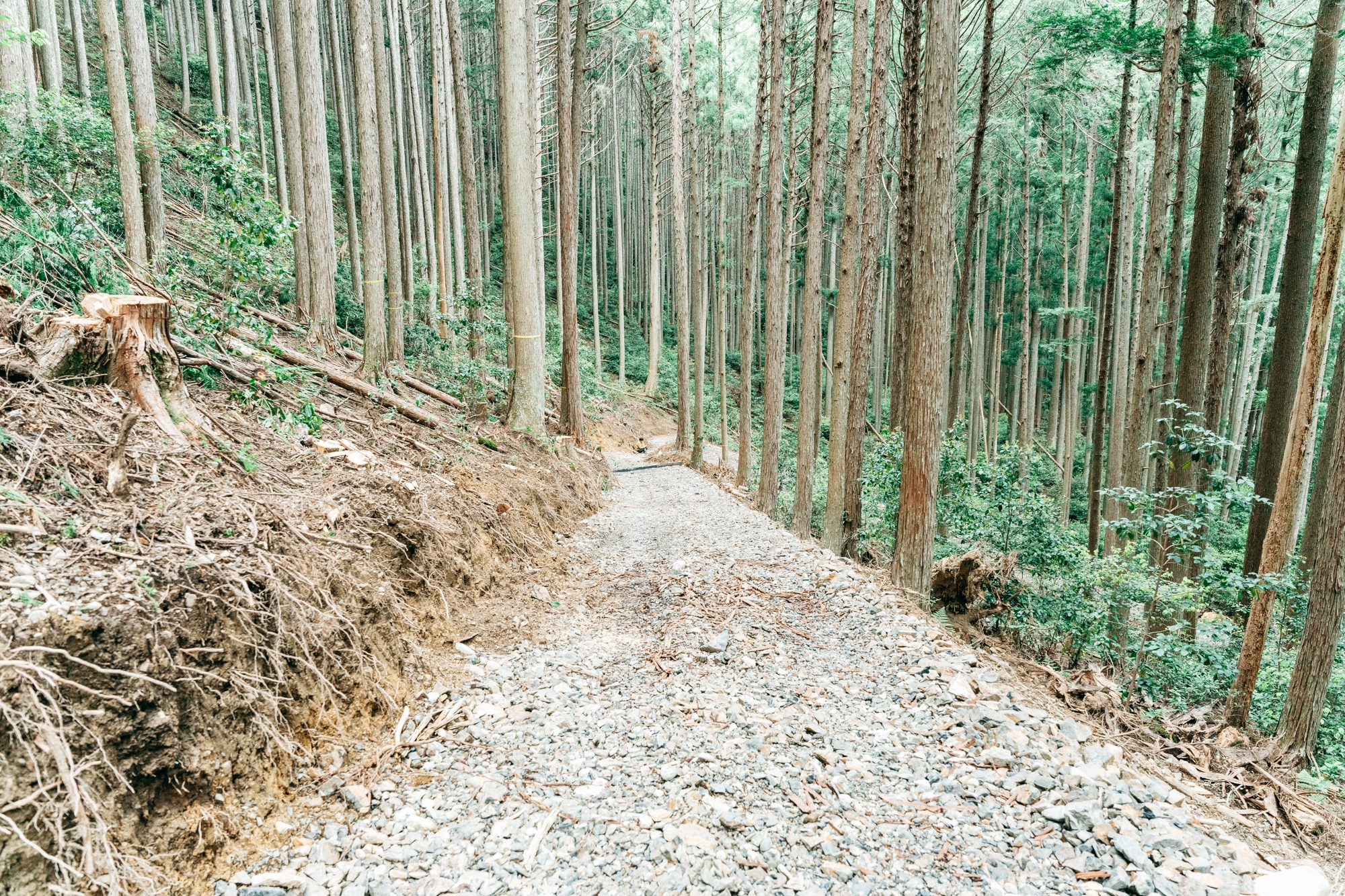 森林工場への道 里山づくりフォーラム／丹波篠山市