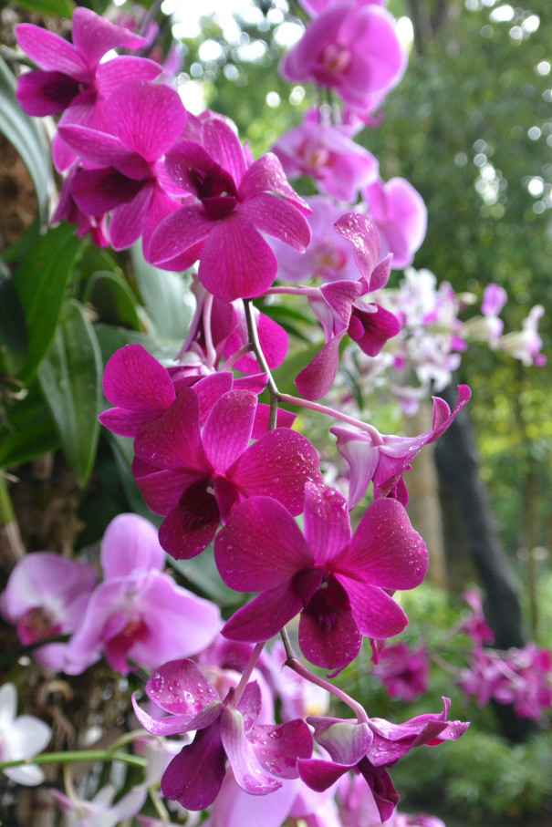 動物が近い Singapore Zoo Familytravelog