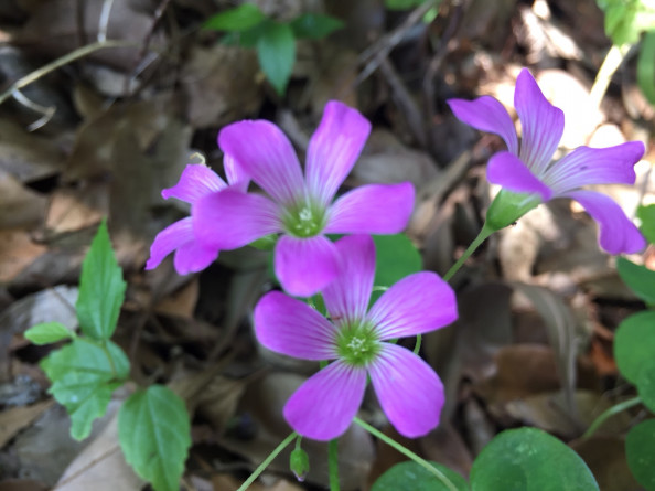 初夏の草花が たくましく美しい 土地家屋調査士 いのお事務所