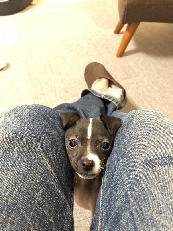 犬のいる生活 Hair Kuroe