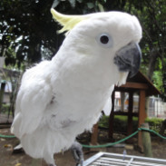 相模原麻溝公園ふれあい動物広場