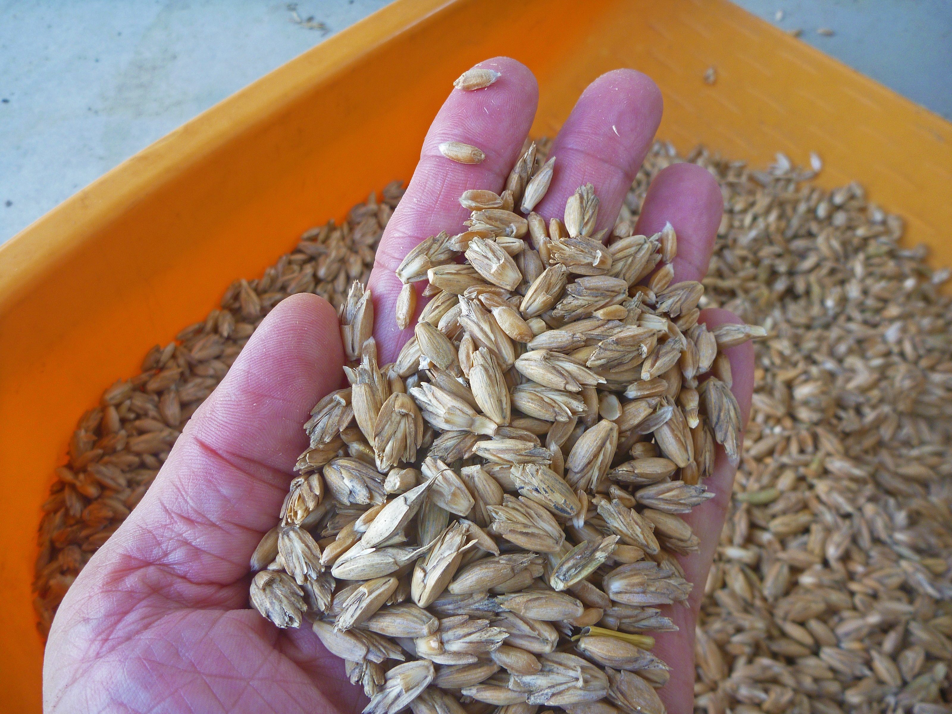 スペルト小麦 籾付き 5kg