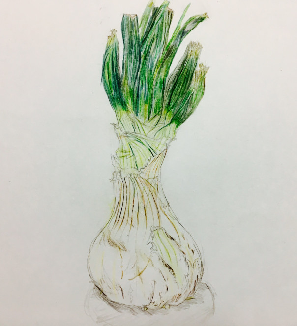 小学生 野菜や果物を描こう 絵画教室 Atago Art Lab あたごラボ 小学生 野菜や果物を描こう 絵画教室 Atago Art Lab あたごラボ