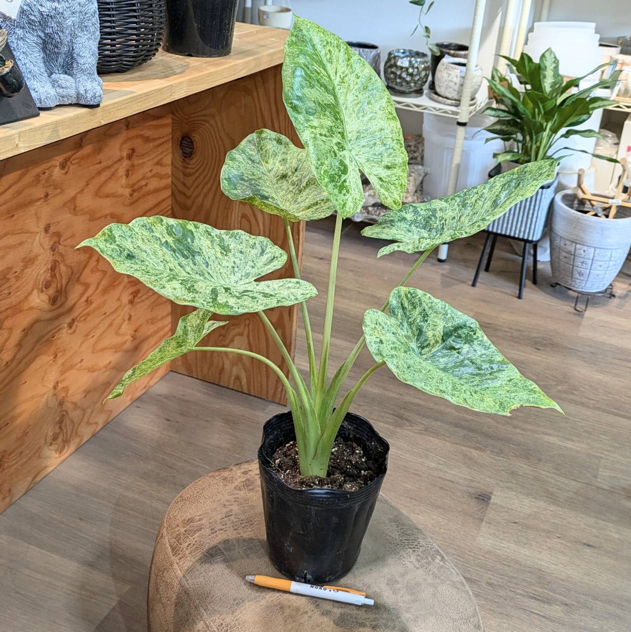 11月7日(木)☆入荷情報☆ | NOKO's
