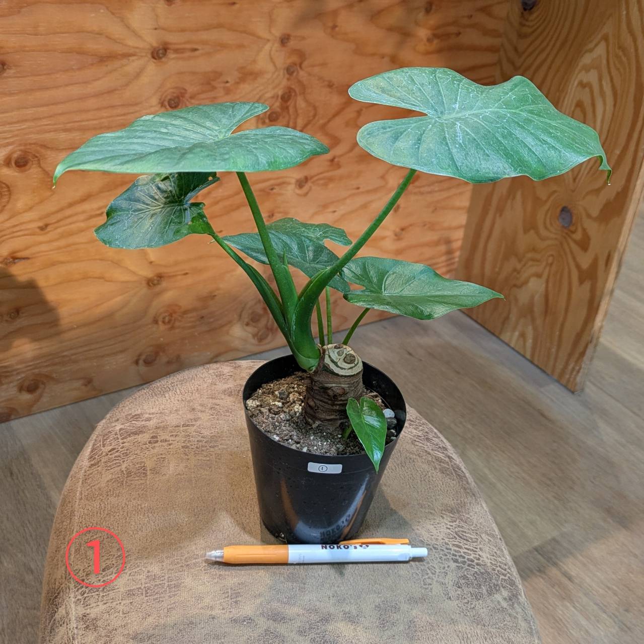 2月27日(木)☆入荷情報☆ | NOKO's