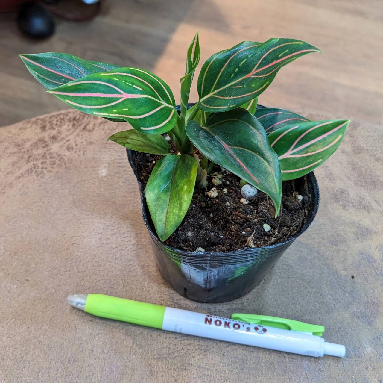 楽天市場】アスプ レニウム（高さ（植物）～ 70.9cm）の通販
