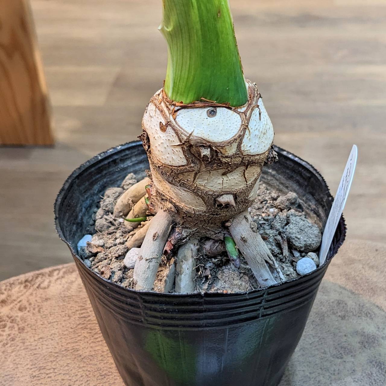 7/13 観葉植物・熱帯系植物 再入荷情報！ | 観葉植物と多肉植物