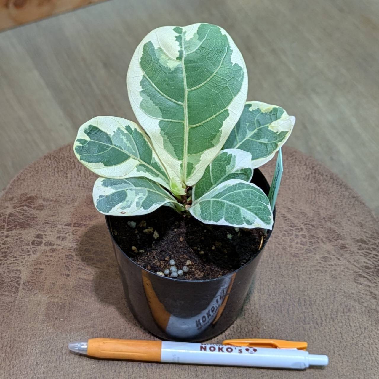 7月31日(木)☆入荷情報です☆ | NOKO's