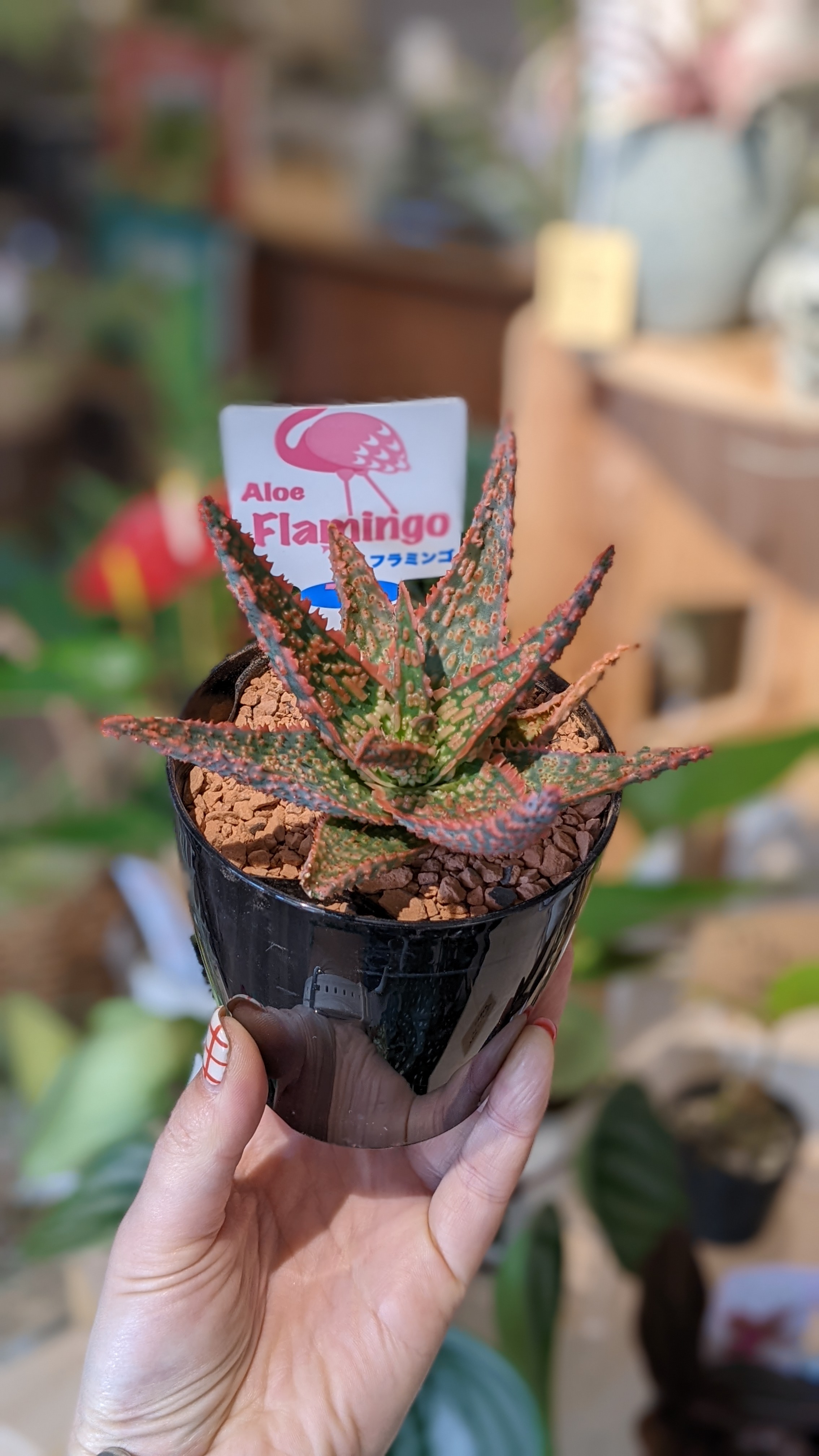 マッソニア＆お馬さん、ペペロミア＆ゴールドカバさん 観葉植物：ペペロミア ロッソ カール*ぺぺろみあ : 遊恵盆栽