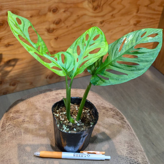 値下げ⭐︎斑入りモンステラ 黄斑オーレア 黒い ⭐︎葉3枚 売買された  