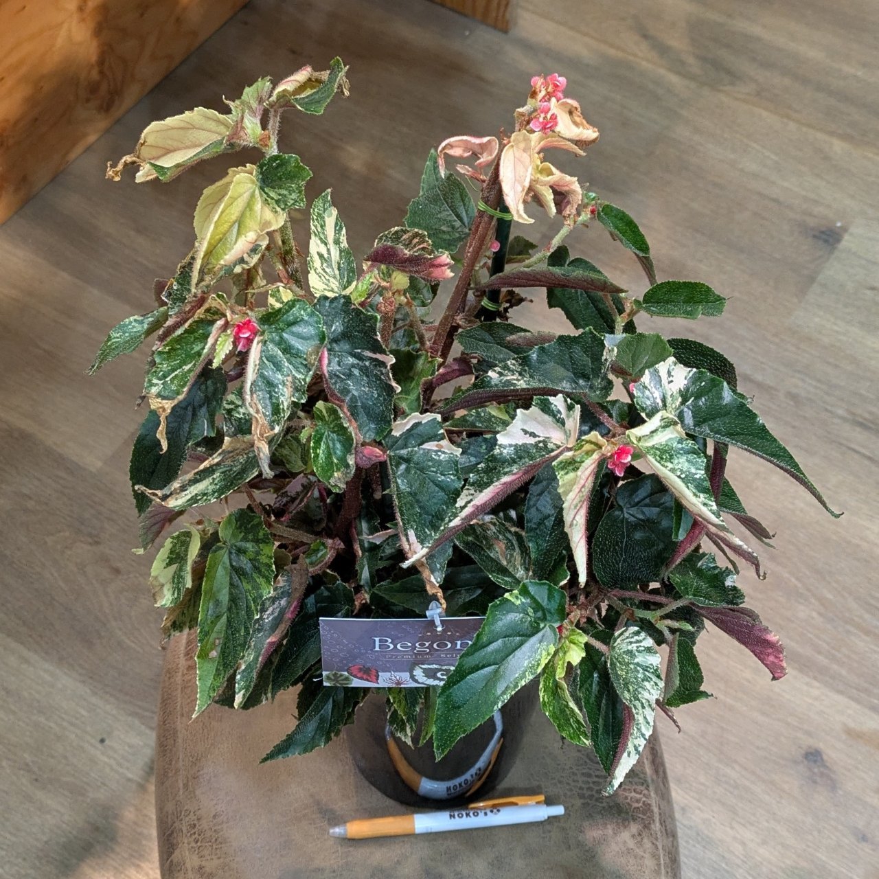 7月10日(木)◎入荷情報◎ | NOKO's