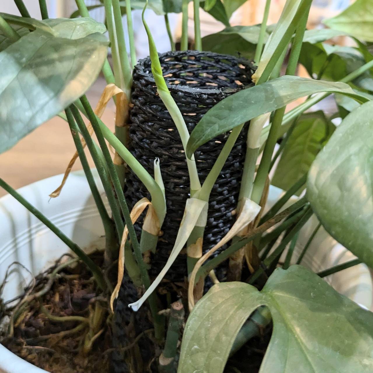Anthurium | BA PLants