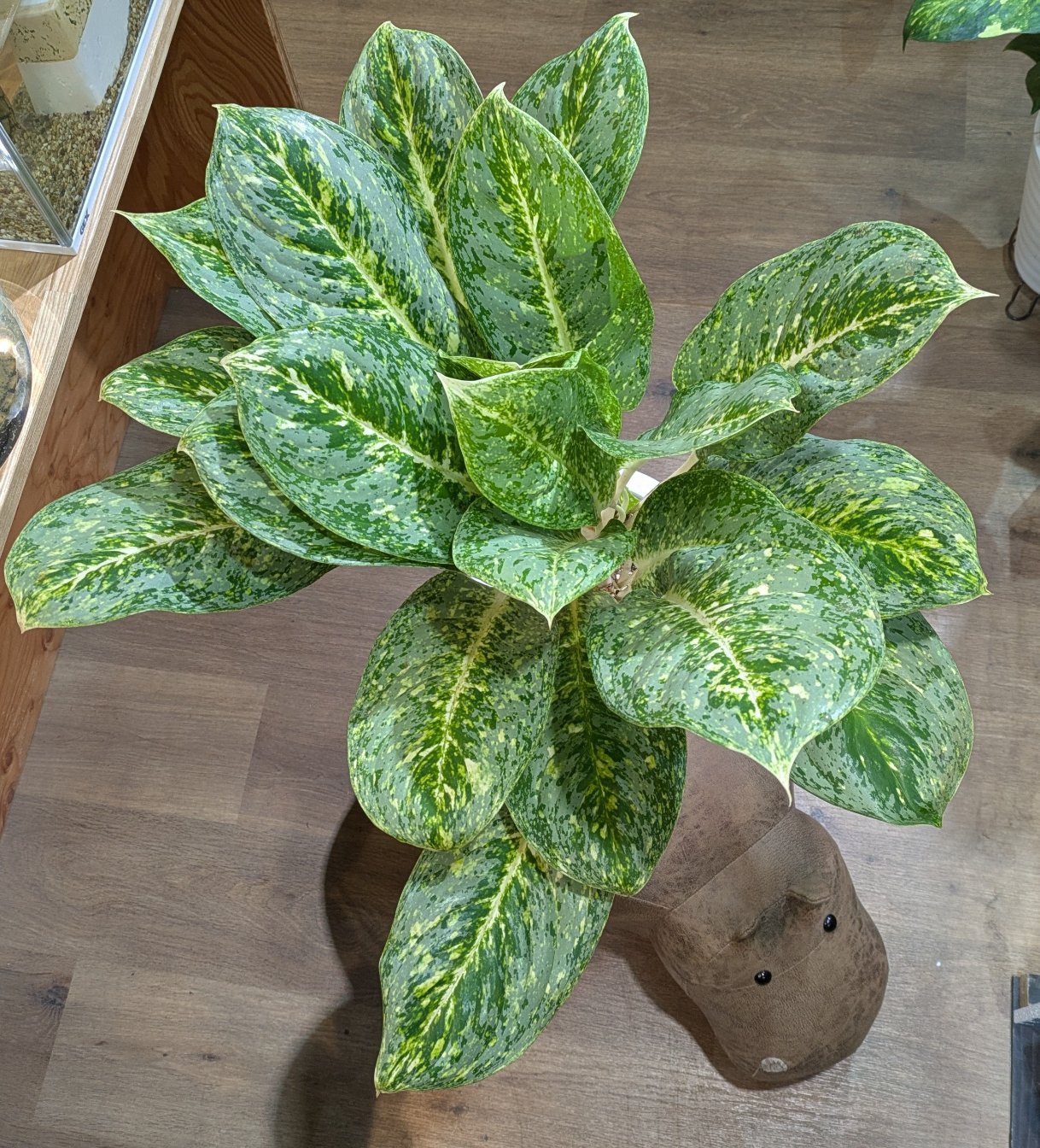 現品　キンコウボク　金厚朴　希少　24番　観葉植物　植木　インテリアグリーン 3月26日(木) ◎入荷情報です ◎ | NOKO's