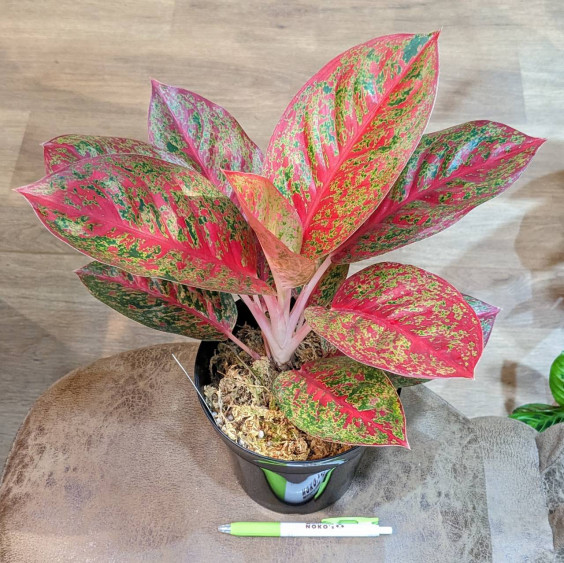 ☆レア☆アグラオネマ チャイナレッド 観葉植物