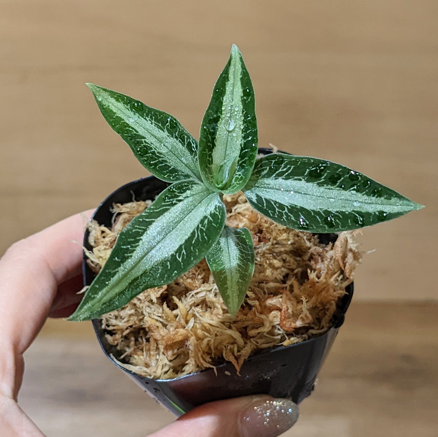 11月30日(水)☆入荷情報☆ | NOKO's 11月30日(水)☆入荷情報☆ | NOKO's