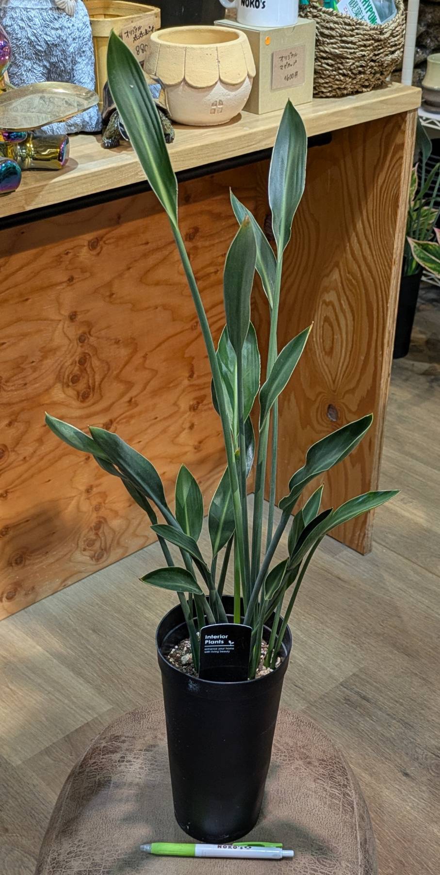 激レア　アグラオネマ　Aglaonema サイアムオーロラ アグラオネマ サイアムオーロラピンク 3.5号ポット 激レア