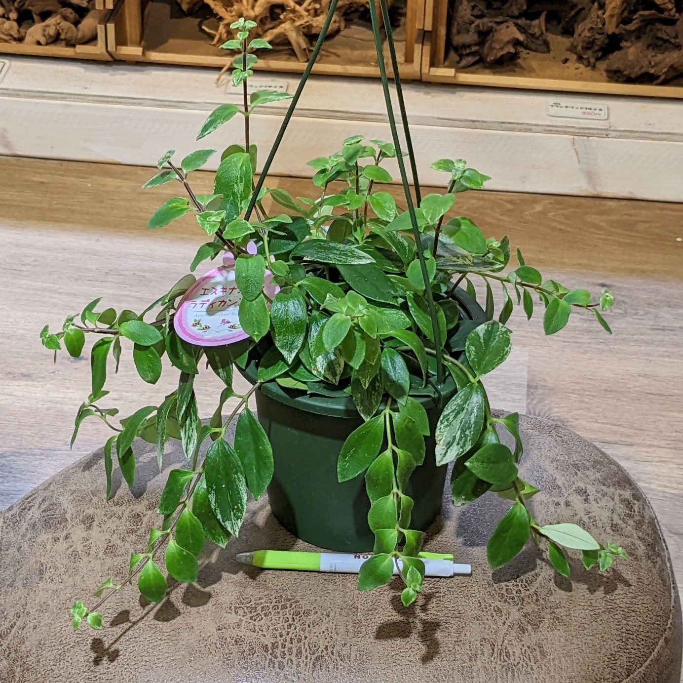 10月6日(木)☆入荷情報 | NOKO's