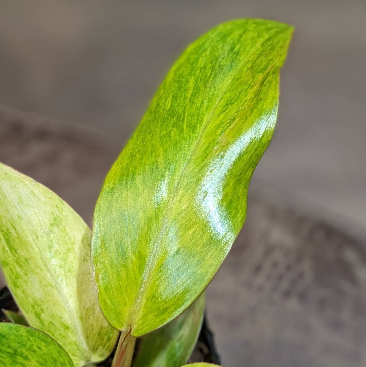 超絶希少❗️アグラオネマレッドエメラルドドラゴン新葉展開中✨️ 超絶希少❗️アグラオネマレッドエメラルドドラゴン新葉展開中