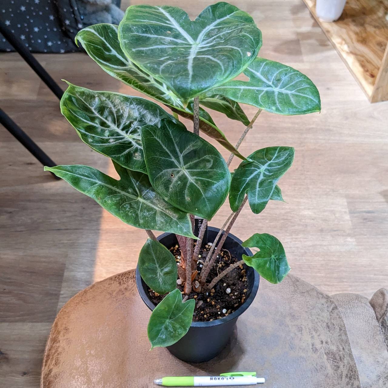 3月30日(木) \ 入荷情報！❀ // | NOKO's