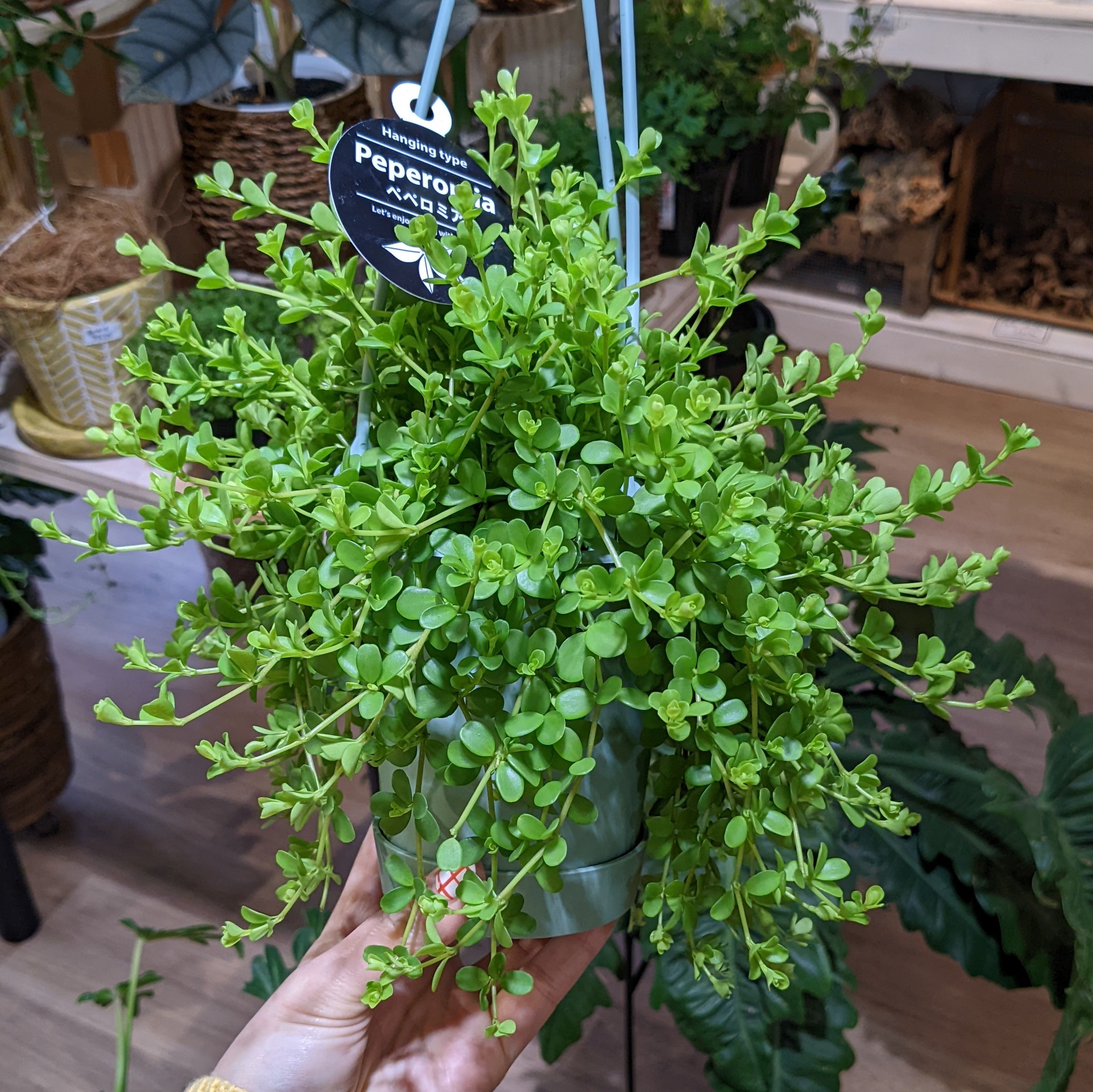 3月4日(金)☆入荷情報☆ | NOKO's