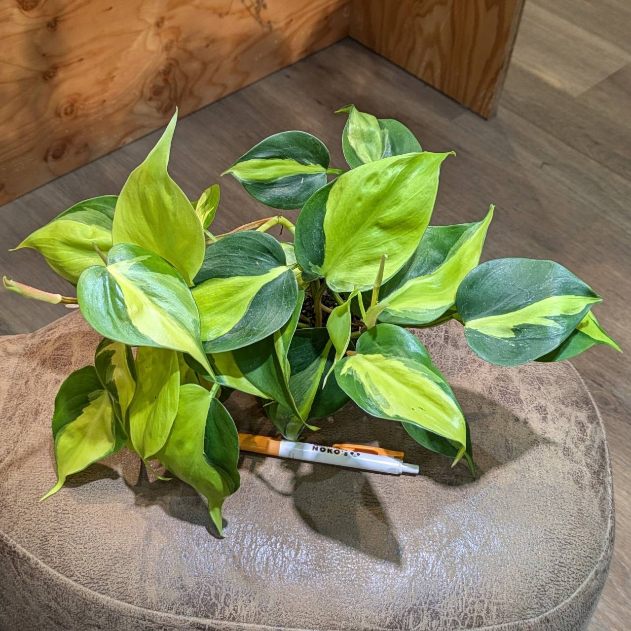 6月27日(木)♫入荷情報です♪” | NOKO's