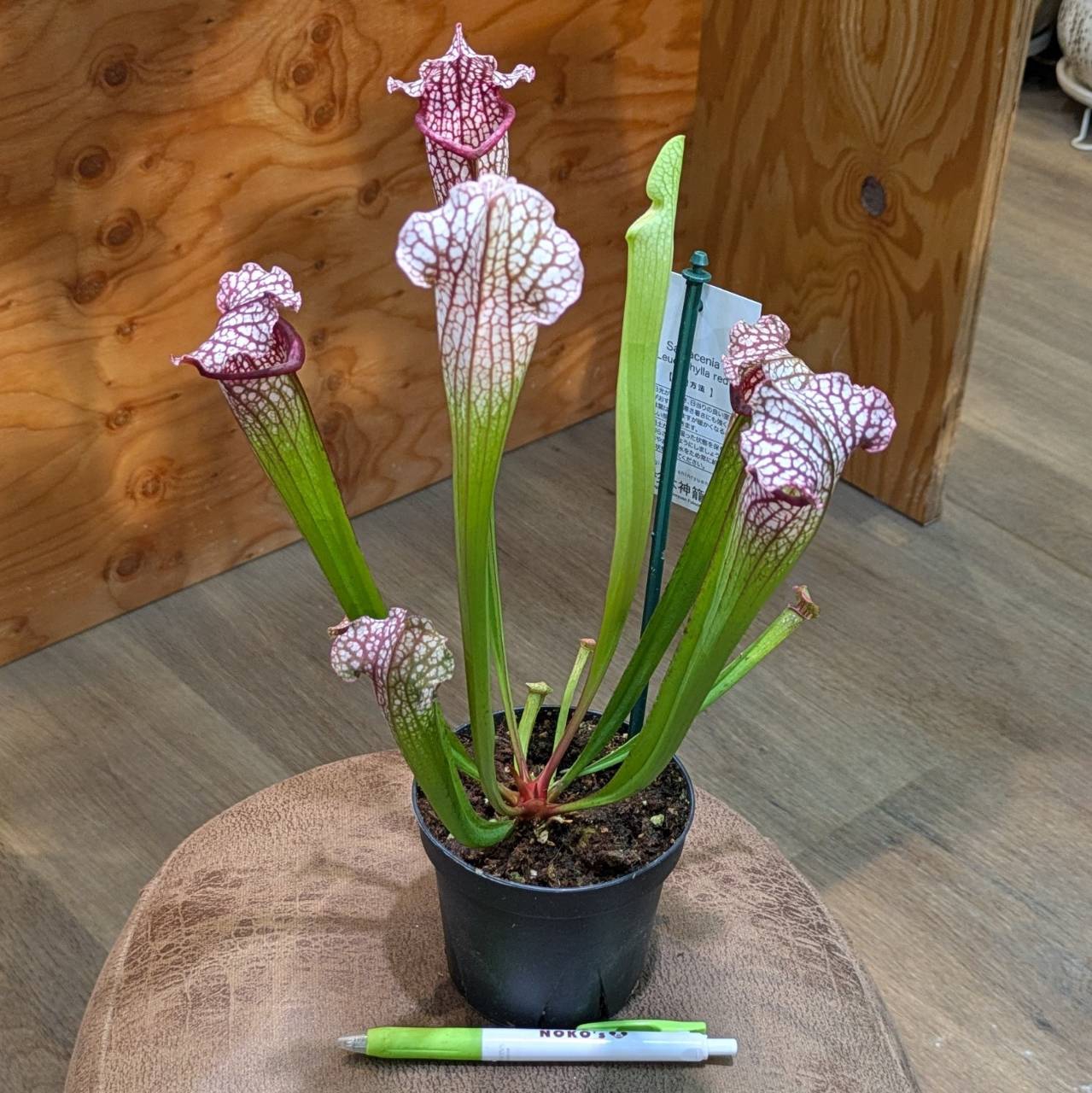2024.10.23 入荷植物⑥ | 観葉植物と多肉植物のお店【Gardenえん】