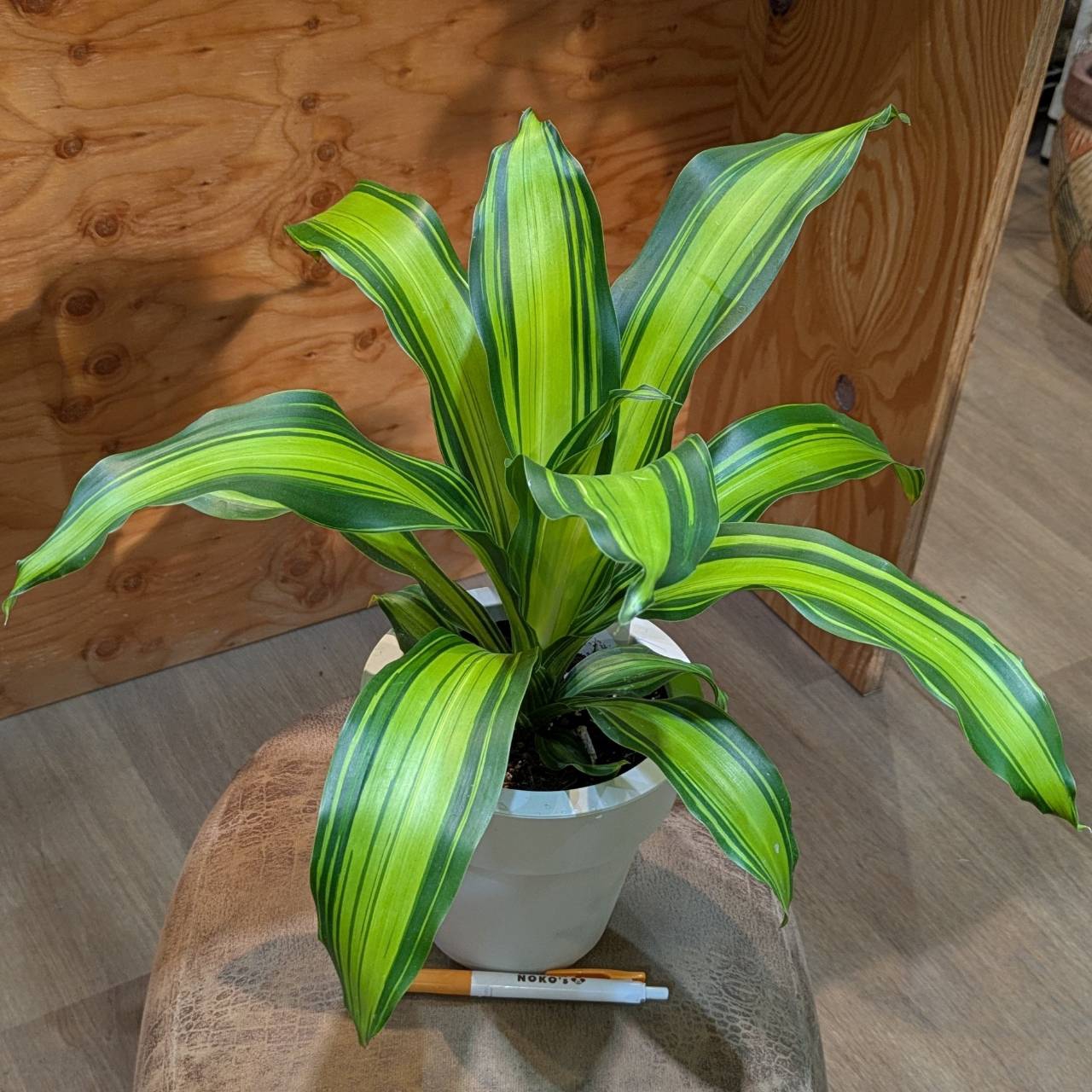 3月13日(木)◎入荷情報です◎ | NOKO's