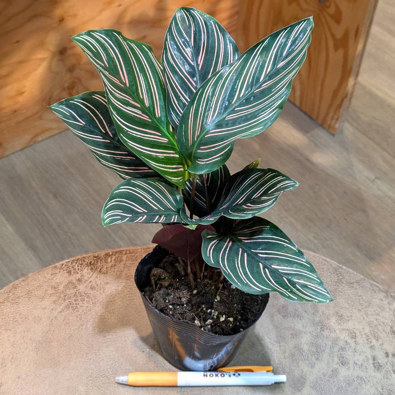 7月25日(木)☆入荷情報です☆ | NOKO's