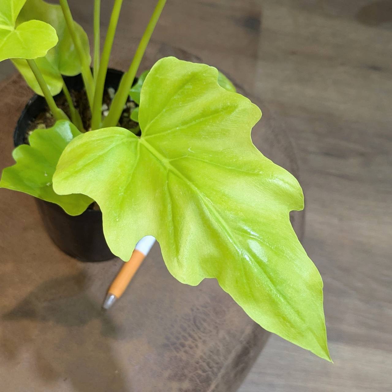 観葉植物】ポトス テルノクリスタルグリーン そこはかとなく