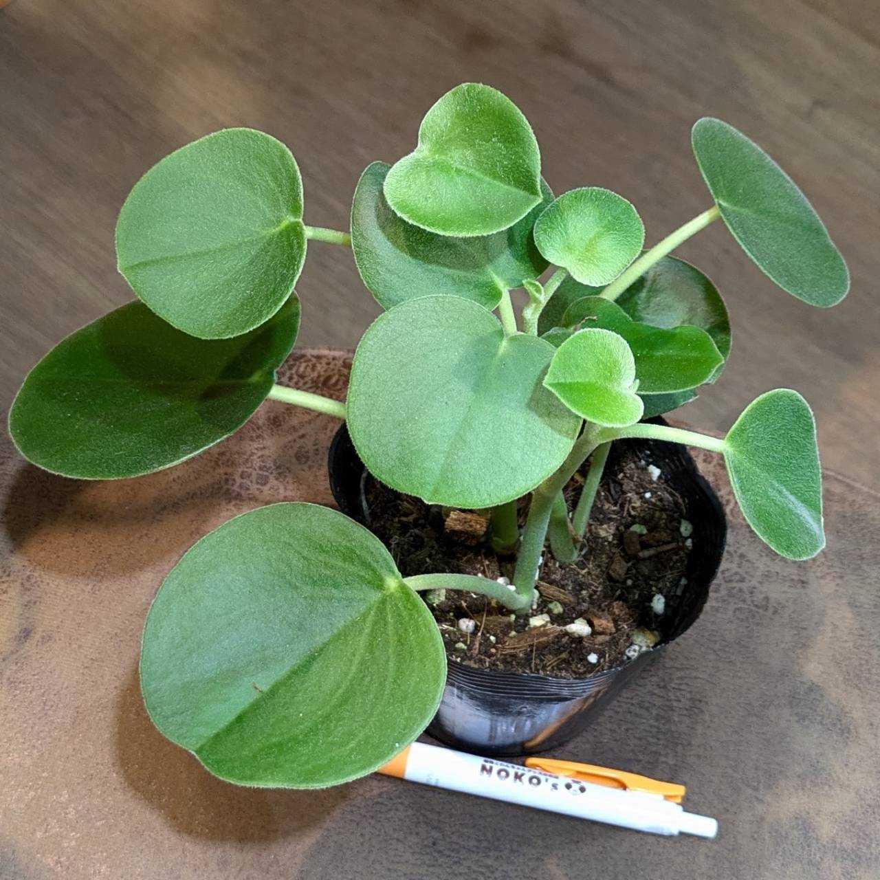 待望の入荷！希少★4 トラベシア　トレベシア パルマータ　7号　観葉植物　736 待望の入荷！希少☆4 トラベシア トレベシア パルマータ 7号 観葉植物