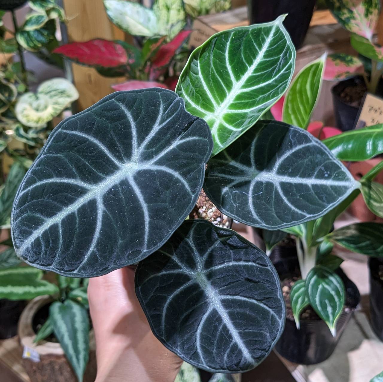 8月24日(木)＆25日(金)入荷情報です☆ | NOKO's