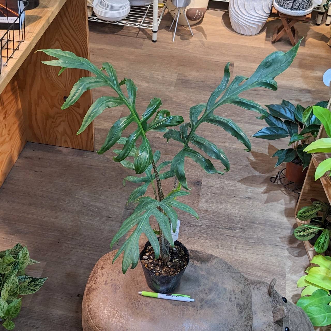 アロカシア ゼブリナ‼️希少品❣️7号鉢 ① - 植物/観葉植物