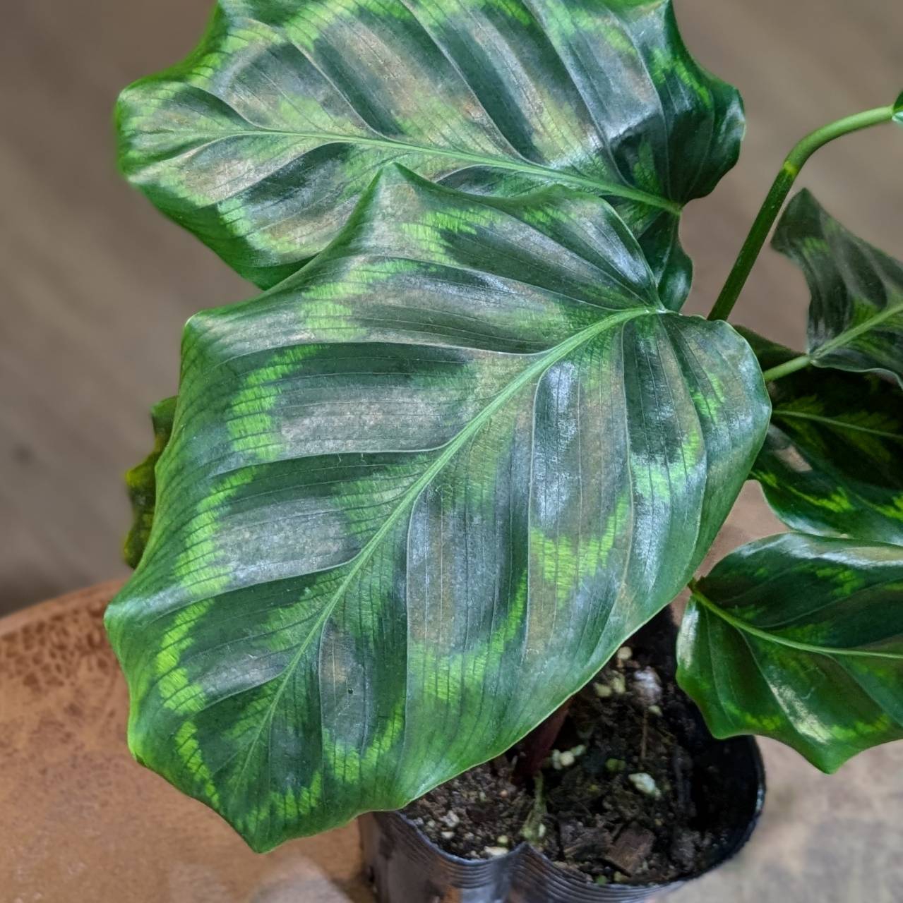 7月25日(木)☆入荷情報です☆ | NOKO's