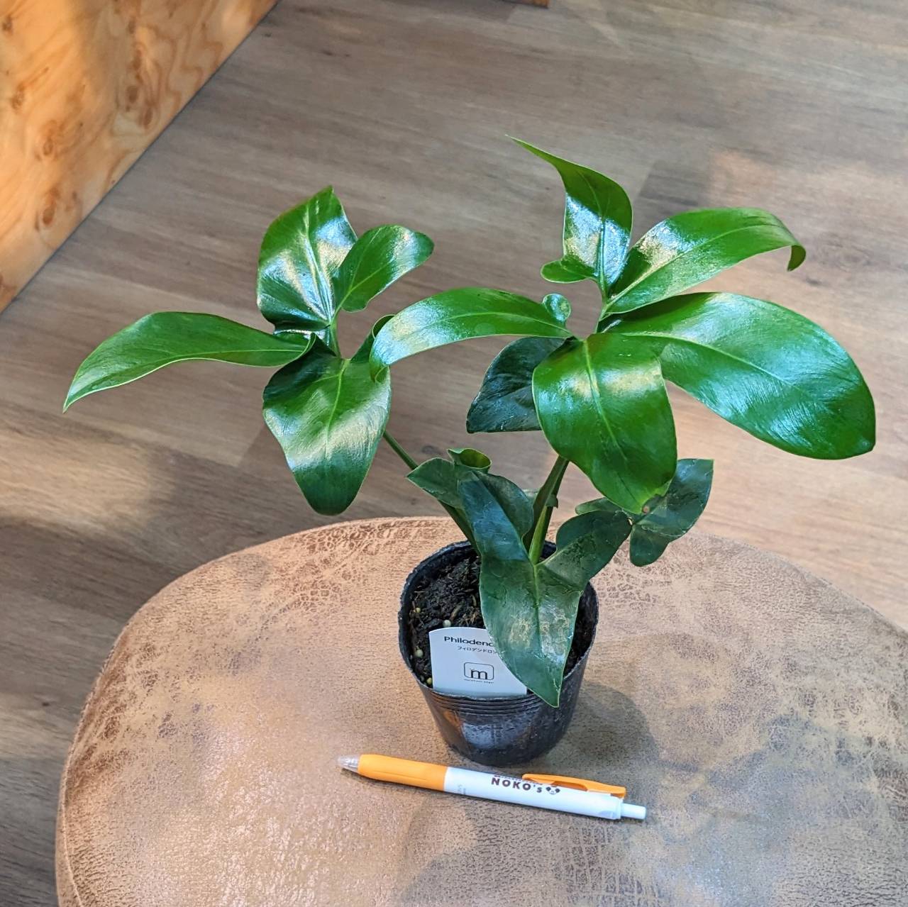 7月13日(木) ◎入荷情報◎ | NOKO's