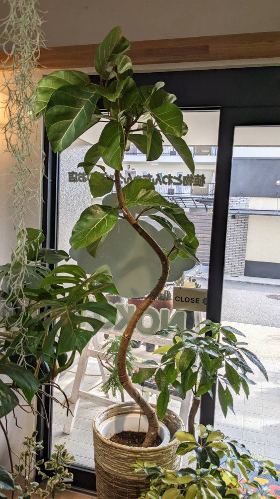 3月16日(木)☆入荷情報☆ | NOKO
