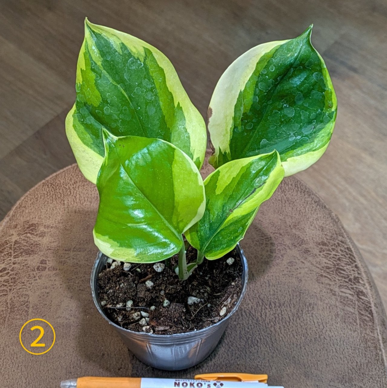 7月10日(木)◎入荷情報◎ | NOKO's