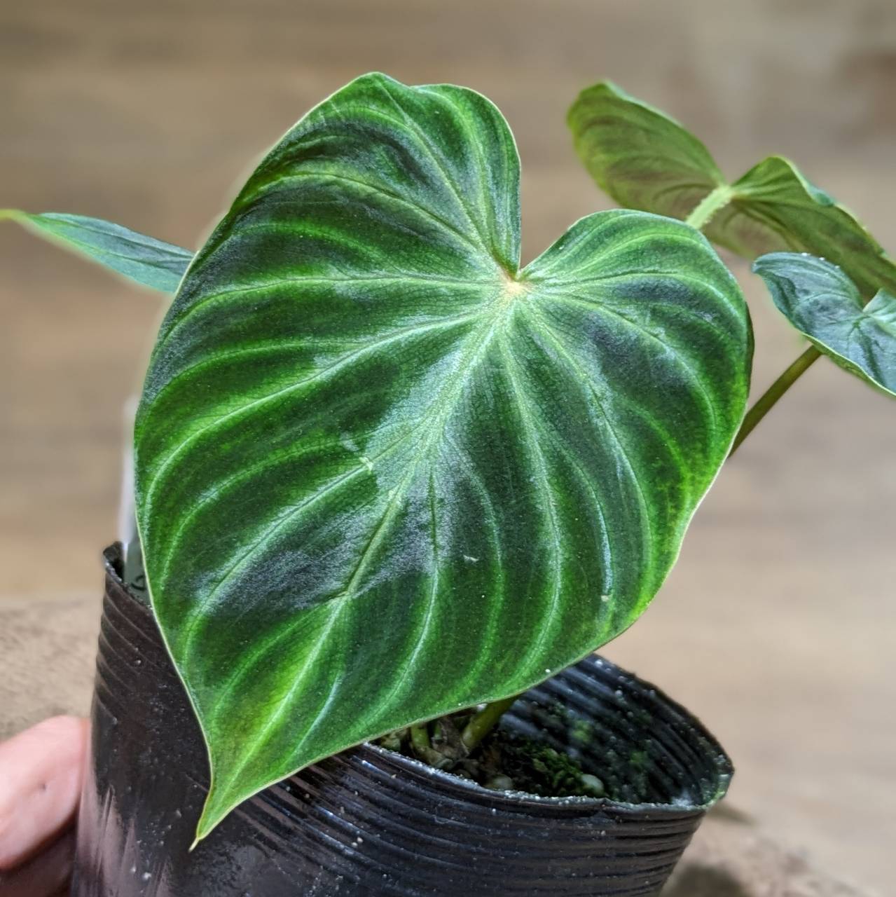 アロカシア | 希少植物の販売 アグラオネマ専門販売店