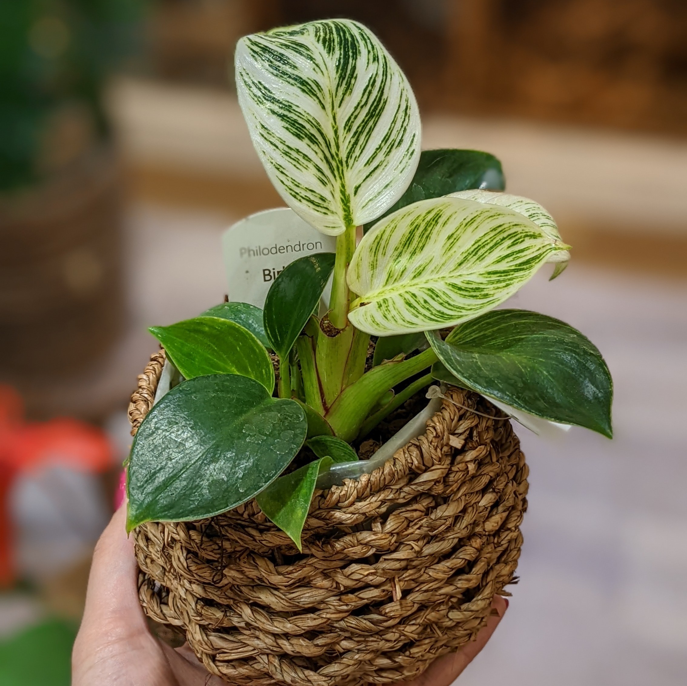 5月12日(木)☆入荷情報☆ | NOKO's