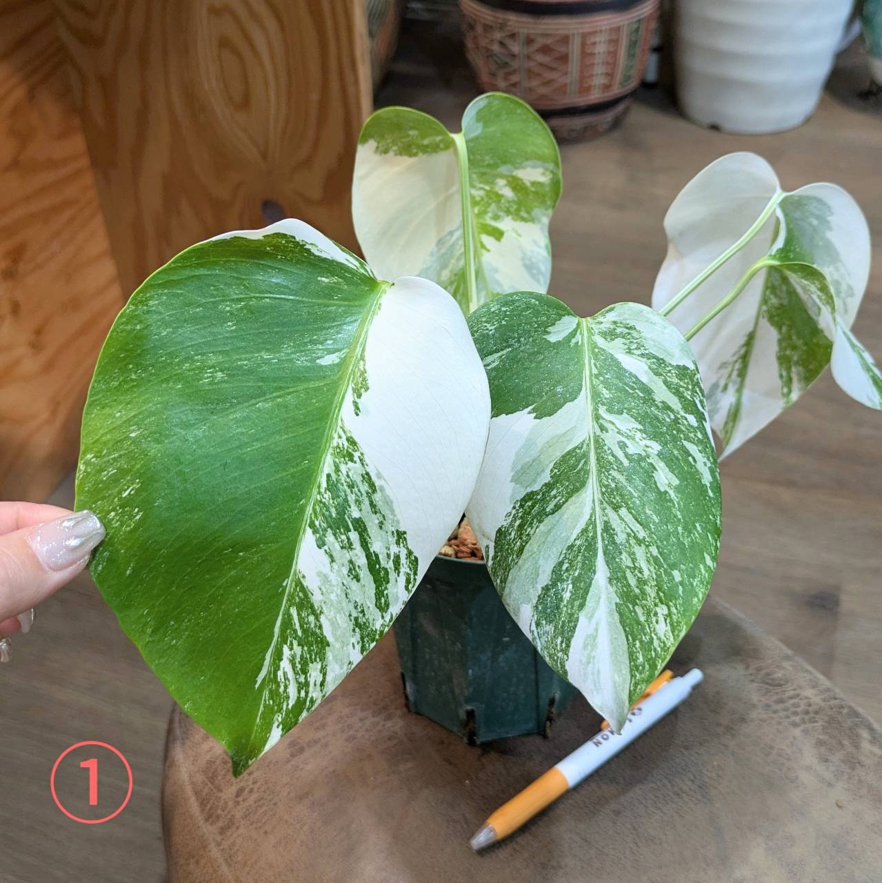 3月13日(木)◎入荷情報です◎ | NOKO's