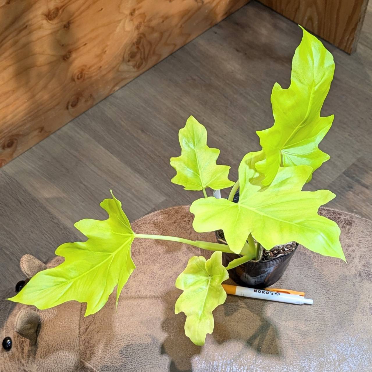 ◾️ホヤ cv. チョーク◾️美苗 ◾️②