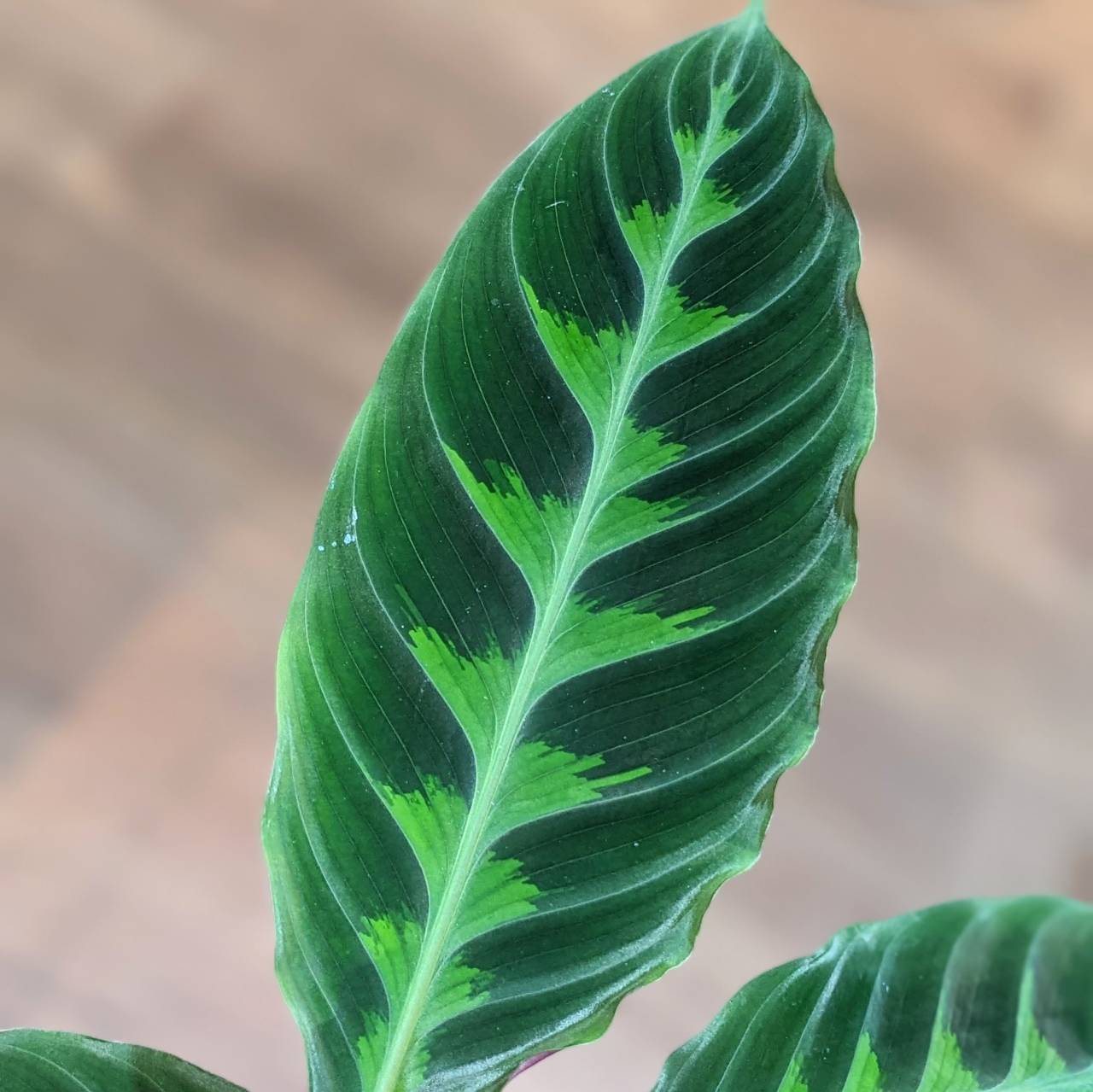 2月15日(木)＆16日(金)☆入荷情報です☆ | NOKO's