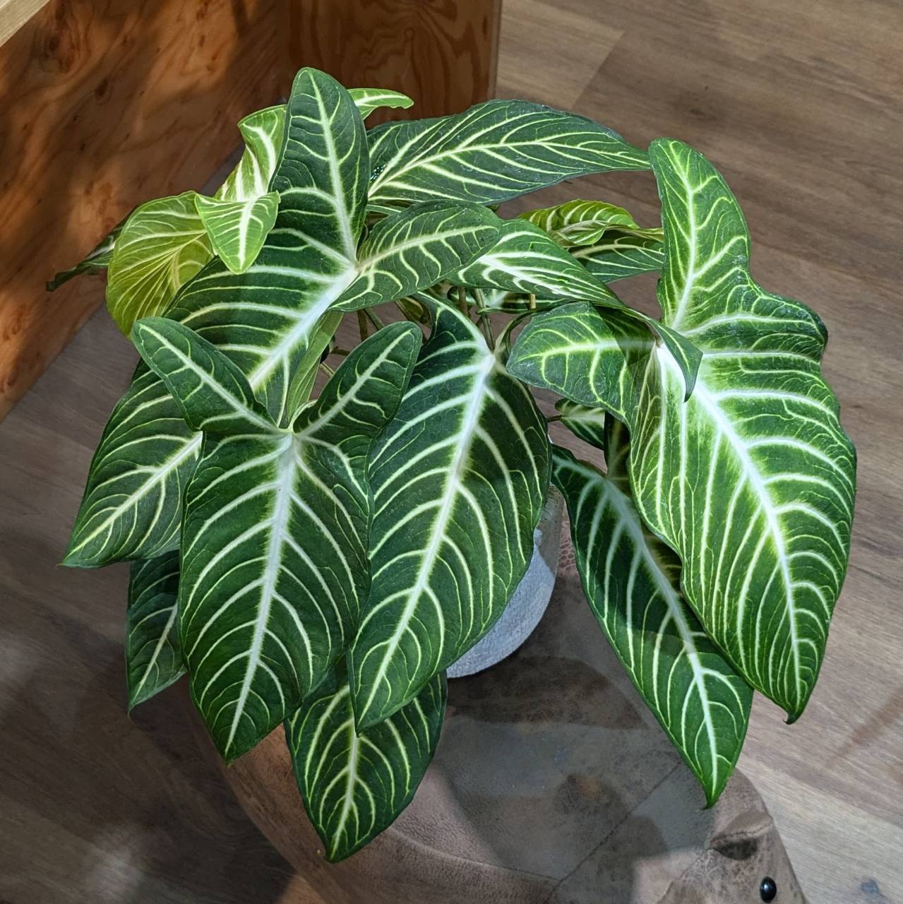 10月24日◎入荷情報です◎ | NOKO's
