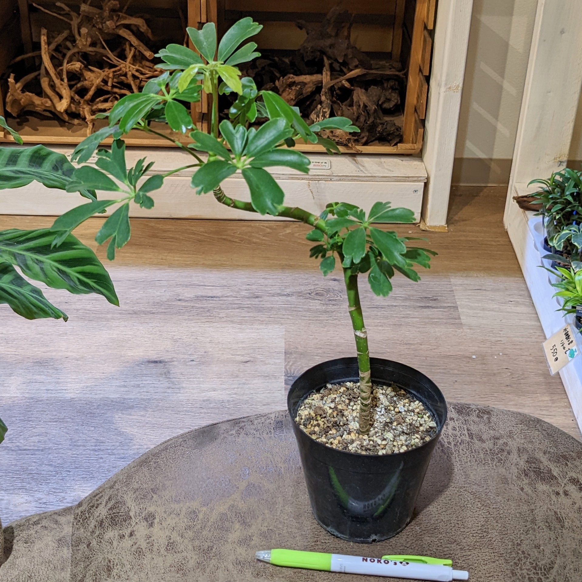 ヘゴ ヘゴの木 4号鉢 苗 鉢植え 観葉植物 シダ 220505 : 10003419 : お花処 昌山園 - 通販 - Yahoo!ショッピング